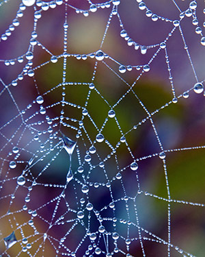 spider-web